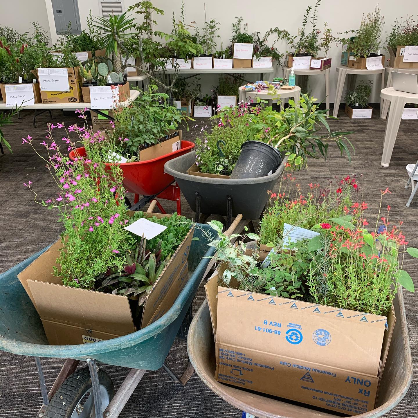 The UCR Botanic Gardens sale to feature native and hardtofind plants